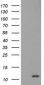 S100A12 / CGRP Antibody (clone 1D1)